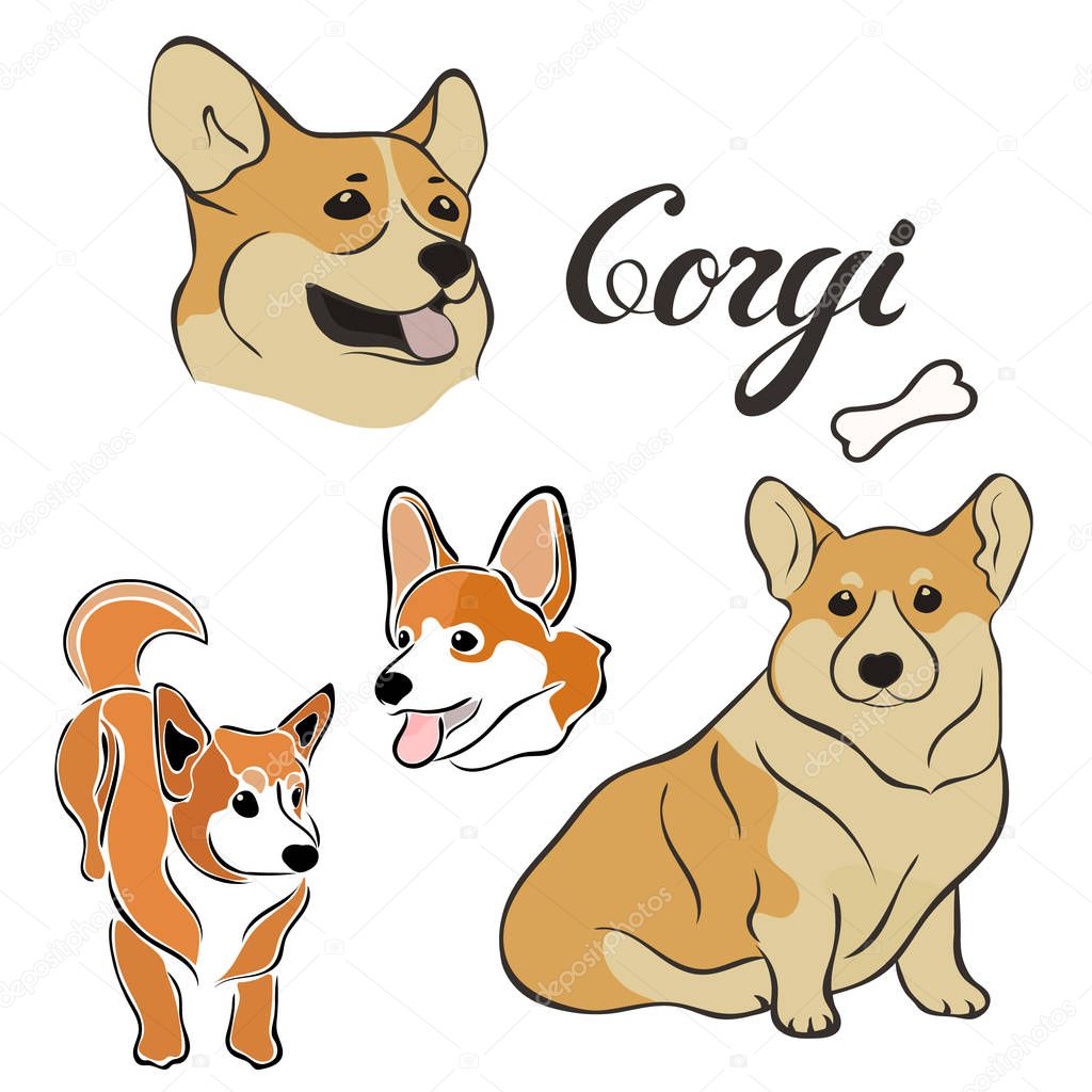 Corgi dog breed vector illustration set isolated. Doggy image in minimal style, flat icon. Simple emblem for pet shop, zoo ads, label design animal food package element. Realistic dog sign