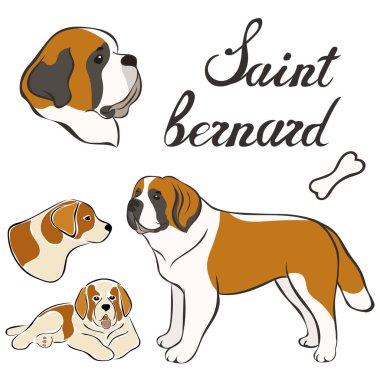 Saint bernard cins vektör illüstrasyon izole ayarla. Köpek görüntü en az tarzı, düz simgesi. Evde beslenen hayvan dükkan, Hayvanat Bahçesi reklamlar, etiket tasarım hayvan yemi paket öğesi için basit amblem tasarımı. Gerçekçi köpek işareti
