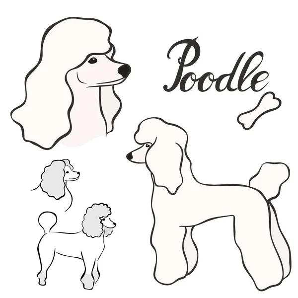 Poodle Dog Breed Vector Illustration Set Isolated Doggy Image Minimal — Stock Vector