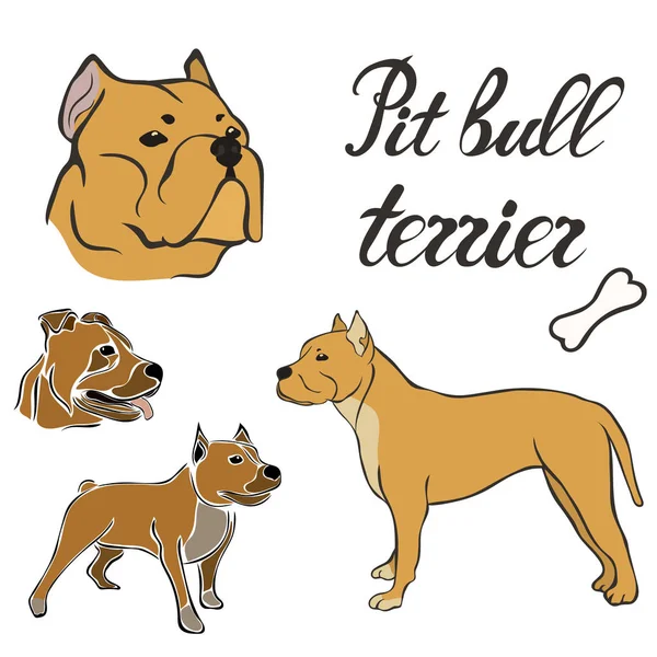 Pit Bull Terrier Pies Rasa Wektor Ilustracja Ustawiona Białym Tle — Wektor stockowy