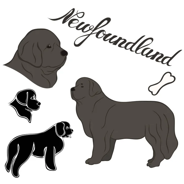 Newfoundland Rasen Vektorillustration Ställa Isolerade Doggy Bild Minimalistisk Stil Platt — Stock vektor