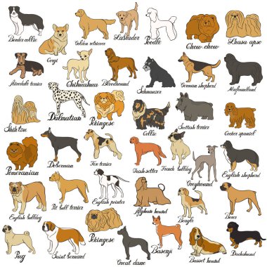 Big vector dog set. Various dog breed isolated on white. Companion, decorative and gun dog, shepherd, hound, terrier, beagle, pointer, retriever, setter, pug, pomeranian, spitz, labrador, schnauzer clipart