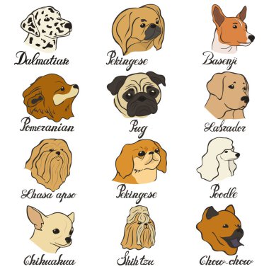 Alçaklık, chihuahua, chow chow, Dalmaçyalı, labrador, lhasa apso, pekingese, pomeranian, fino köpeği, pug, shih tzu, spitz vektör köpek doğurmak set. FCI arkadaşı ve oyuncak köpekler, Spitz ve basit türler.