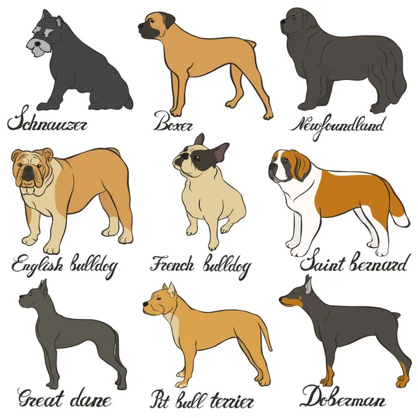 Boxer Doberman English Bulldog French Bulldog Newfoundland Pit Bull Terrier — Stock Vector