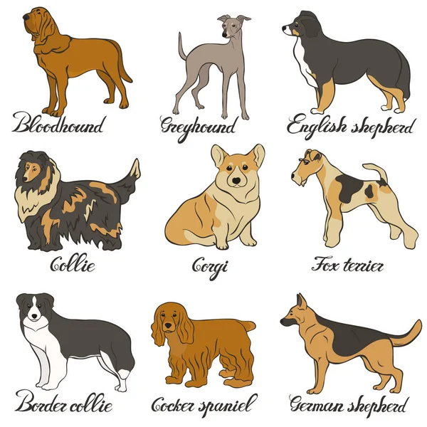 Bloodhound Collie Cocker Spaniel Border Collie Corgi Pastor Inglés Pastor — Vector de stock