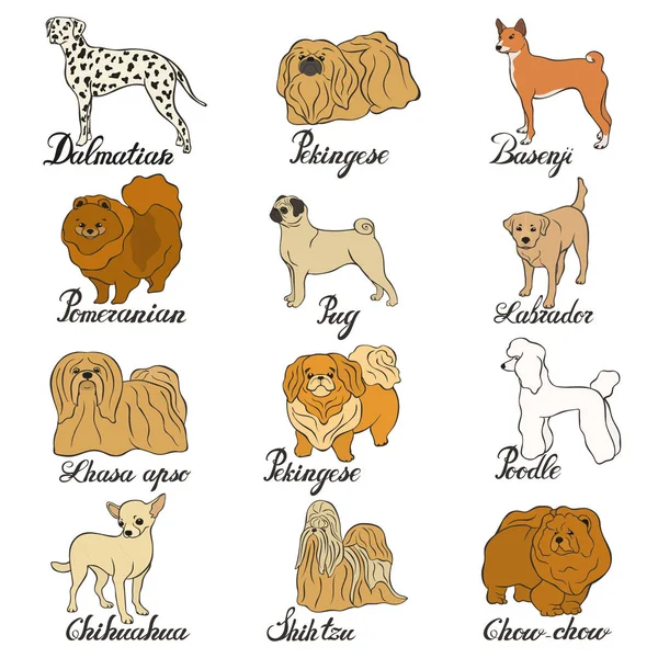 Basenji Chihuahua Chow Chow Dalmatian Labrador Lhasa Apso Pekingese Pomeranian — Vector de stock