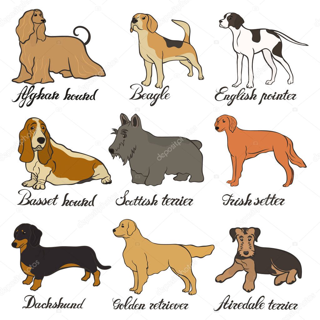 Afghan hound, airedale terrier, basset hound, beagle, dachshund, english pointer, golden retriever, irish setter, scottish terrier vector dog breed set. FCI hound, terrier, beagle and related breeds.