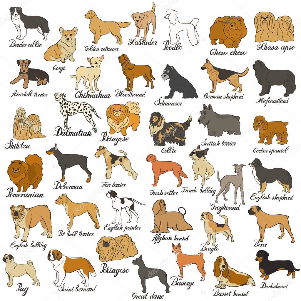 Big vector dog set. Various dog breed isolated on white. Companion, decorative and gun dog, shepherd, hound, terrier, beagle, pointer, retriever, setter, pug, pomeranian, spitz, labrador, schnauzer