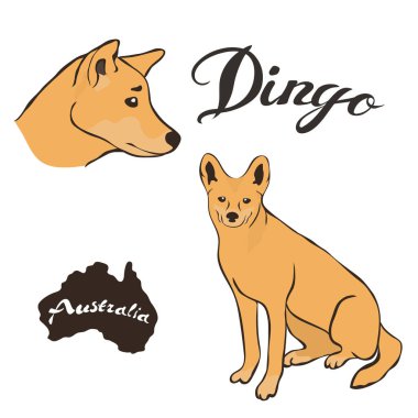 Avustralya vahşi köpek dingo vektör görüntü beyaz arka plan üzerinde izole. Dingo tam büyüme ve profil başkanı. Fauna Avustralya çöl yırtıcı hayvan. Gerçekçi dingo tasarımı. Kahverengi boyama Dingo.