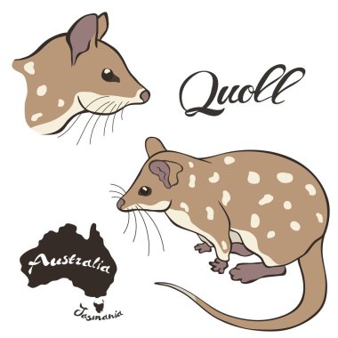 Quoll vektör görüntüsü beyaz arka planda yalıtılmış. Quoll tam büyüme ve profil başkanı. Fauna Avustralya. Gerçekçi doğu dasyure tasarım. Keseli sansar.