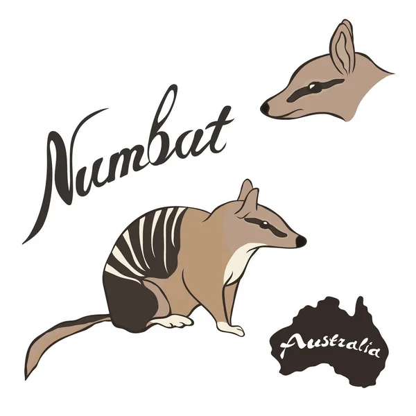 Векторне Зображення Numbat Ізольований Білому Фоні Ноомбат Повному Зростанні Голові — стоковий вектор