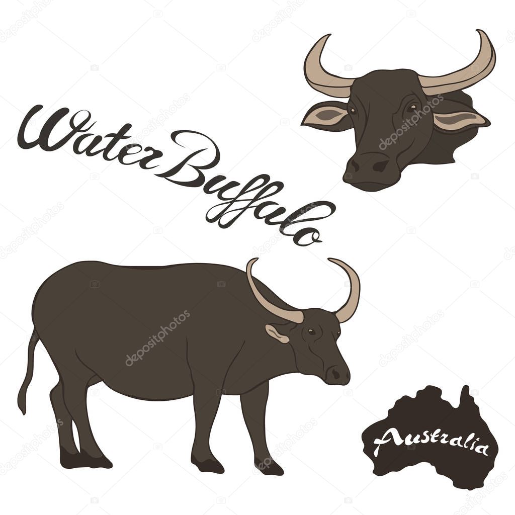 Wild Asian water buffalo vector image. Buffalo in full growth and head. Fauna Australia. Realistic water buffalo design. Bubalus arnee animal. Australian Buffalo Full Breed. Feral water buffalo.