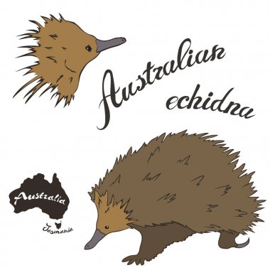 Avustralya echidna vektör görüntüsü beyaz arka plan üzerinde izole. Dikenli karıncayiyen tam büyüme ve baş. Uzun burunlu Avustralya iğne kaplı hayvan. Fauna Avustralya. Echidna gerçekçi tasarım.