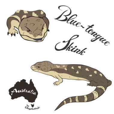 Mavi dil skink vektör görüntü beyaz arka plan üzerinde izole. Mavi dil kertenkelesi tam büyüme ve baş. Fauna Avustralya. Mavi dilli skink veya tiliqua gerçekçi tasarım, dil mavi sirenk sürüngen