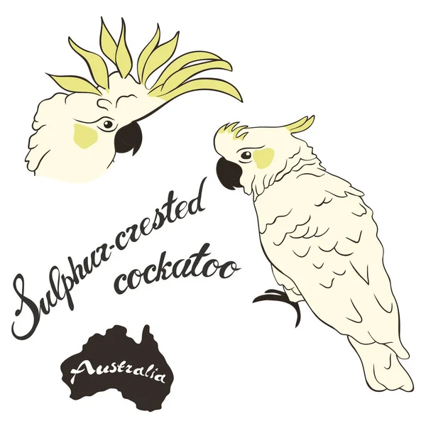 Große Weiße Kakadu Vogel Vektor Isoliert Großer Weißhaubenkakadu Mit Gelben — Stockvektor