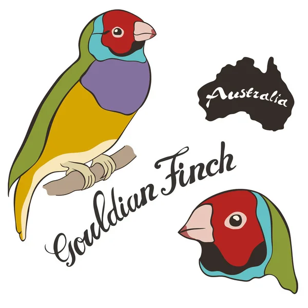 Gouldian Finken Vektorbild Isoliert Auf Weißem Hintergrund Finkenkiefer Oder Regenbogenfink — Stockvektor
