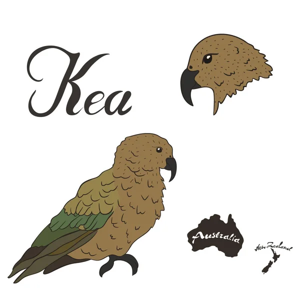 Kea Vogel Vektorbild Isoliert Auf Weißem Hintergrund Raubpapagei Jagt Ein — Stockvektor