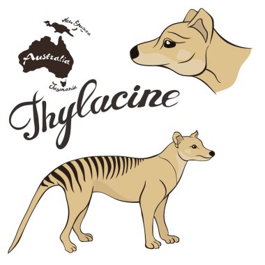 Thylacine vektör görüntüsü beyaz arka plan üzerinde izole. Keseli kurt soyu tükenmiş türler hayvan. Tazmanya kurdu tam büyüme ve baş. Keseli kurt gerçekçi tasarım. Fauna Avustralya. Yok edilen hayvanlar