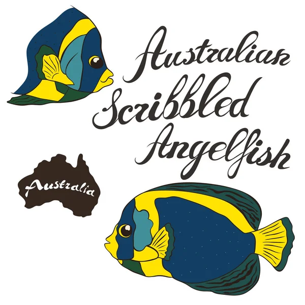 Ausztrál Felírta Császárhal Vektor Kép Izolált Fehér Háttér Ausztrál Vitorláshal — Stock Vector