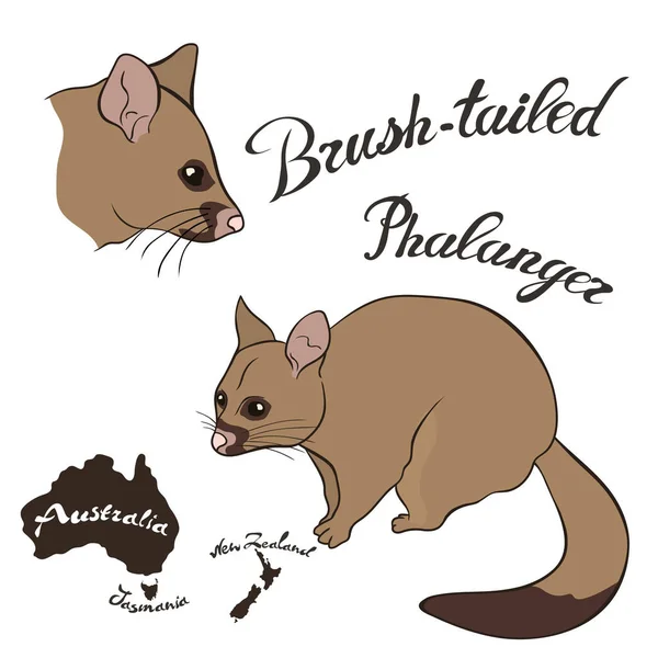 Brush Tailed Phalanger Vector Image Isolated White Brush Tailed Possum — Stock Vector