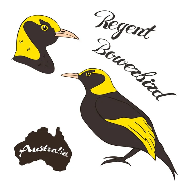 Regent Bowerbird Vektorbild Isoliert Auf Weißem Hintergrund Australischer Regenvogel Vollem — Stockvektor