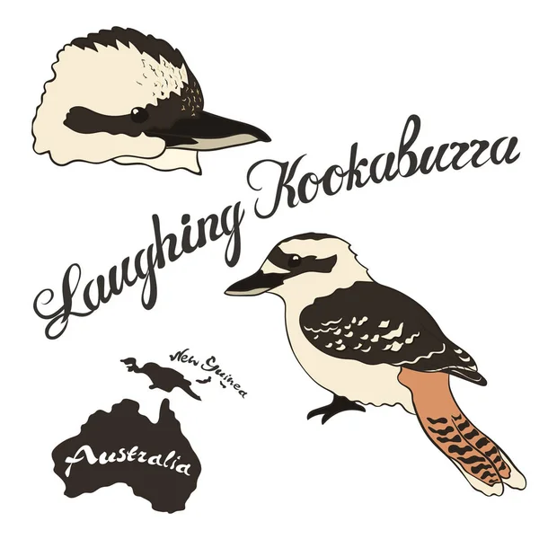 Lachende Kookaburra Vektorbild Isoliert Auf Weißem Hintergrund Fauna Neuguinea Und — Stockvektor