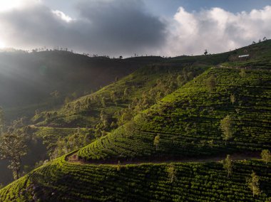 Sri Lanka'da muhteşem çay tarlaları