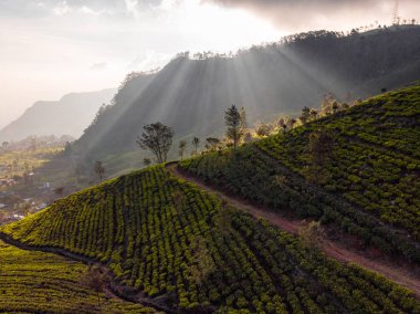 Sri Lanka'da muhteşem çay tarlaları