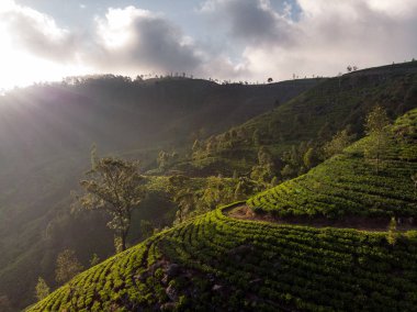 Sri Lanka'da muhteşem çay tarlaları