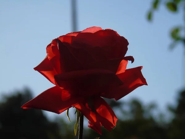 Bonita Legenda Algumas Pequenas Rosas Vermelhas Aldeia Primavera — Fotografia de Stock