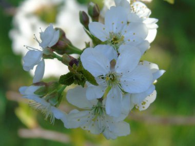 Daha önce çıkan meyve kiraz ağacından son çiçek şaşırtıcı bir resim yazısı