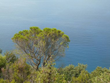 Liguria 'daki 5 Terre' den harika bir manşet. Arka planda harika mavi gökyüzü ve yeşil dağlar var.