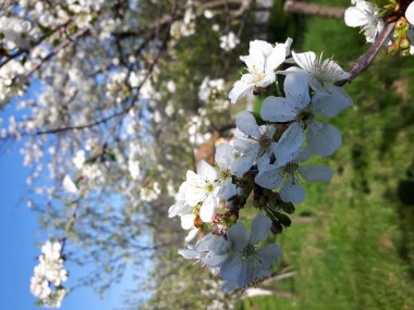Bazı şaşırtıcı bir resim yazısı bahar çiçekleri fom bahçede bazı yaprakları ile olabilir