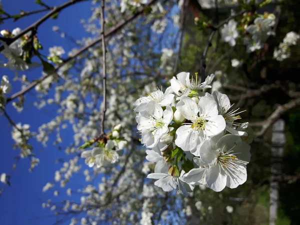 Une Légende Étonnante Quelques Fleurs Printemps Pour Jardin Mai Avec — Photo