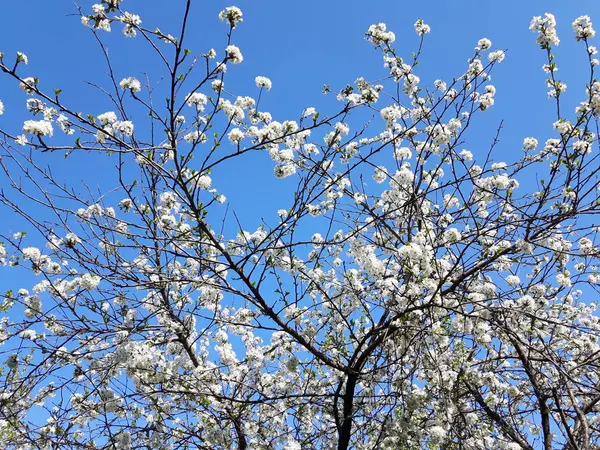 Une Légende Étonnante Quelques Fleurs Printemps Pour Jardin Mai Avec — Photo