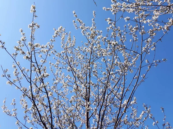 An amazing caption of some spring flowers fom the garden in may with some leaves