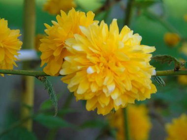 Bahar doğadan güzel arka plan