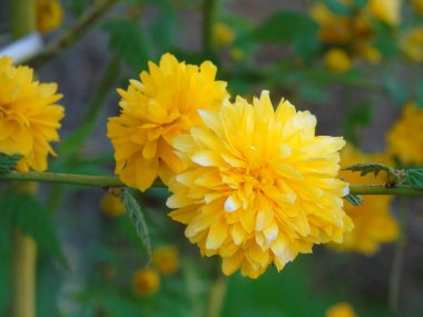 Bahar doğadan güzel arka plan