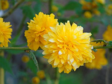 Bahar doğadan güzel arka plan