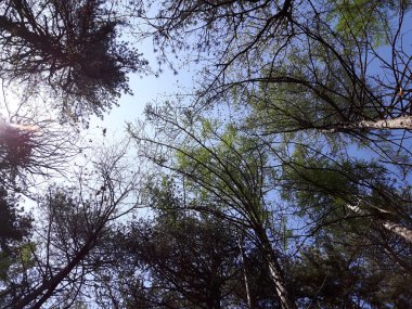 Köyün bazı güzel çiçekler ve ağaçlar yaprakları olmadan inanılmaz bahar anlarda