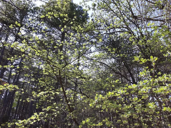 Niesamowite Chwile Wiosna Wsi Niektóre Piękne Kwiaty Drzewa Bez Liści — Zdjęcie stockowe