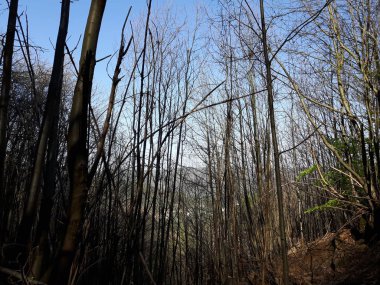 Köyün bazı güzel çiçekler ve ağaçlar yaprakları olmadan inanılmaz bahar anlarda