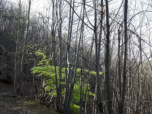 Дивовижні Весняні Миті Селі Красивими Квітами Деревами Листя — стокове фото