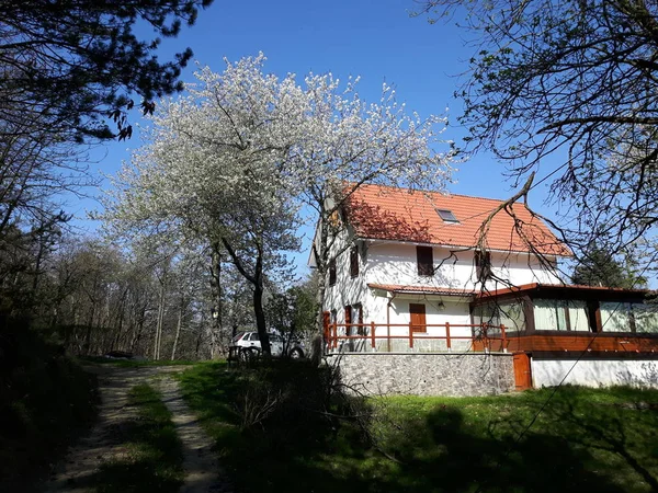 Erstaunliche Frühlingsmomente Dorf Mit Einigen Schönen Blumen Und Bäumen Ohne — Stockfoto