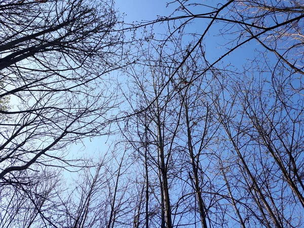 Moments Printemps Amazin Dans Village Avec Belles Fleurs Des Arbres — Photo