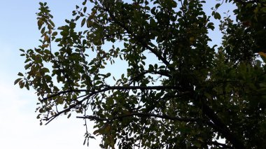 Güzel bir mavi denizi, küçük dalgalar ve sümer gün içinde gizli bir günbatımı horizzon üzerinde inanılmaz bir resim yazısı