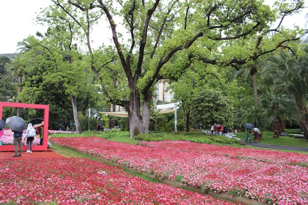 美しい Flasback ジェノバ ネルヴィ ジェノヴァ イベントの機会にこの春の自然の花公園へ — ストック写真