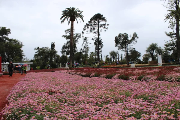 Vackra Flasback Till Den Naturliga Blomma Park Genova Nervi Våren — Stockfoto