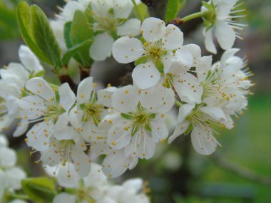 Tiglieto, İtalya - 04/23/2018: bahar büyük bir gökyüzü, beyaz kiraz çiçeği bahar mavi gökyüzü karşı düşük açılı görünümü ile köyden bazı çiçeklerin güzel resim yazısı 