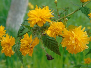 Tiglieto, İtalya - 04/23/2018: bahar büyük bir gökyüzü, beyaz kiraz çiçeği bahar mavi gökyüzü karşı düşük açılı görünümü ile köyden bazı çiçeklerin güzel resim yazısı 